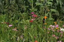 Maisfeld_3.webp