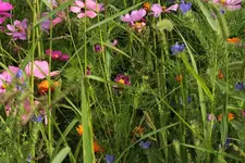 Maisfeld_4.webp