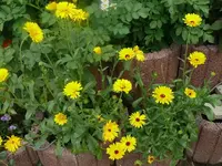 k-P1080170.webp