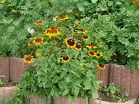 k-P1080172.webp