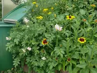 k-P1080173.webp