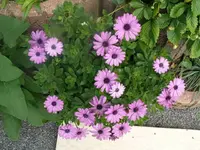 k-P1080176.webp