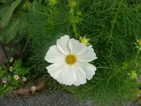 k-P1080177.webp