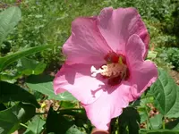 k-P1080188.webp