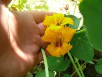 k-P1080189.webp