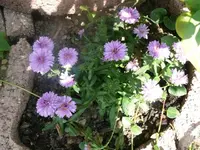 k-P1080191.webp