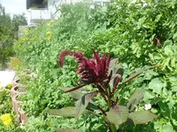 k-P1080193.webp