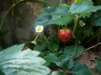 k-P1080194.webp