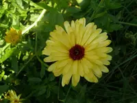 k-P1080197.webp