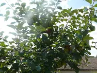 k-P1080200.webp