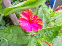 DSCN3398.webp