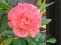 DSCN3403.webp