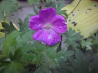 SAM_5150.webp