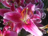 gartenarbeit 005.webp