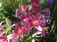 gartenarbeit 004.webp