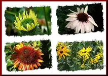 _Sohut Collage I.webp