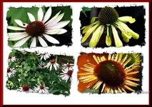 _Sohut Collage II.webp