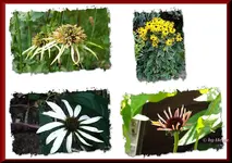 _Sonnenhut Collage III.webp