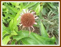 107.webp