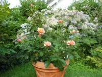 SAM_5152.webp