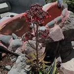 Kalanchoe daigremontania.webp