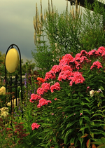 Phlox_pink_Hangbeet1_500.webp