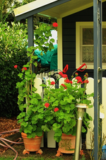 Geranien1_600.webp