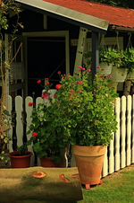 Geranien2_500.webp