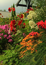 Hangbeet_multicolor_2_600.webp