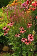Hangbeet_multicolor_600.webp