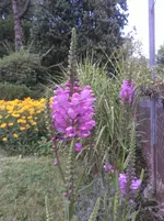 Staude_000762.webp