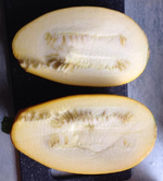 kürbisII.webp