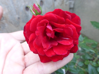 P1170712.webp
