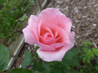 P1170297.webp