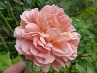 P1170536.webp