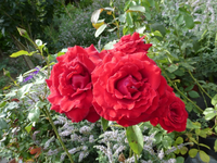 P1170929.webp