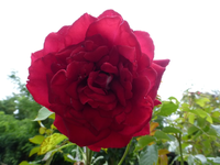 P1170334.webp