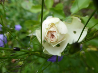 P1180025.webp