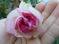 P1170751.webp