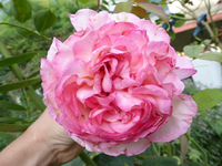 P1180008.webp