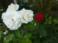 P1170918.webp