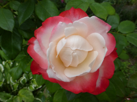 P1170924.webp
