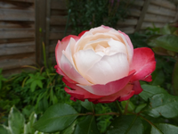 P1170925.webp
