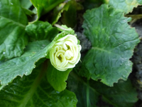 P1170815.webp