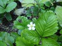 P1170638.webp