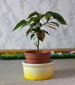 weihnachtsstern-schale_1.webp