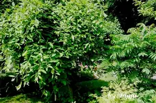 P1000534iiii.webp