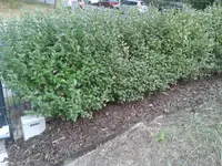 20140805_185923.webp