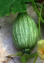 BlueBanana3.webp