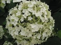 028.webp